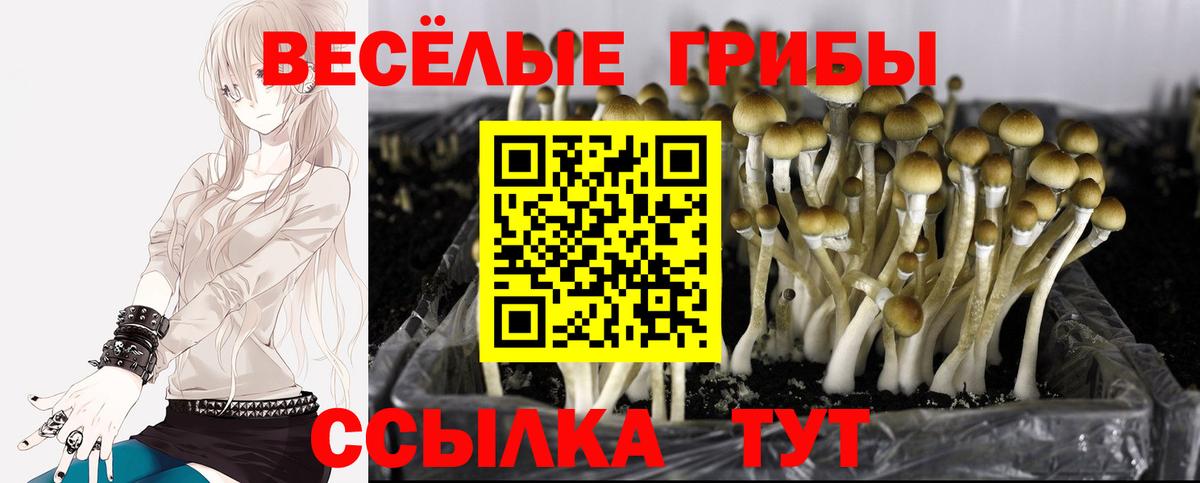 Псилоцибиновые грибы мицелий Сунжа